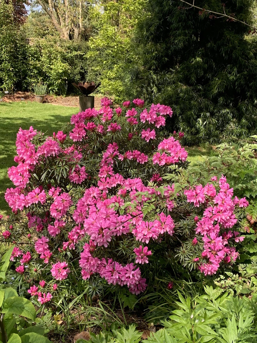 R. ponticum 'Cheiranthifolium'
